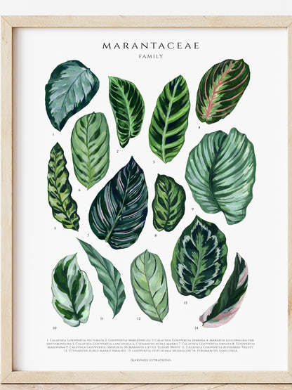 Bilde av A4 plakat (21 x 29 7 cm) stueplanter-Spanne Plantesalg
