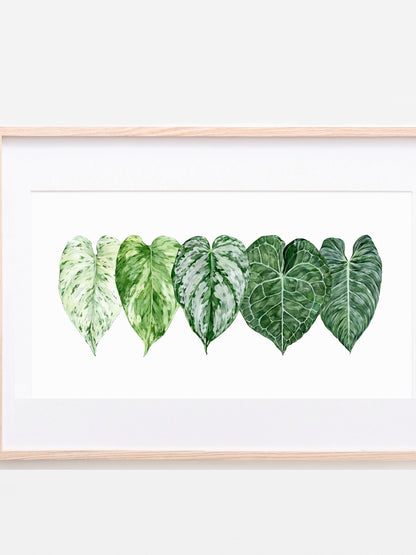 Bilde av A4 plakat (21 x 29 7 cm) stueplanter-Spanne Plantesalg