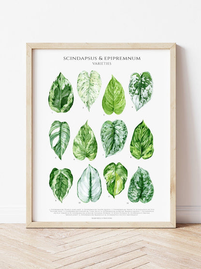 Bilde av A4 plakat (21 x 29 7 cm) stueplanter-Spanne Plantesalg