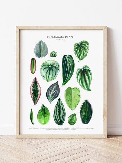 Bilde av A4 plakat (21 x 29 7 cm) stueplanter-Spanne Plantesalg