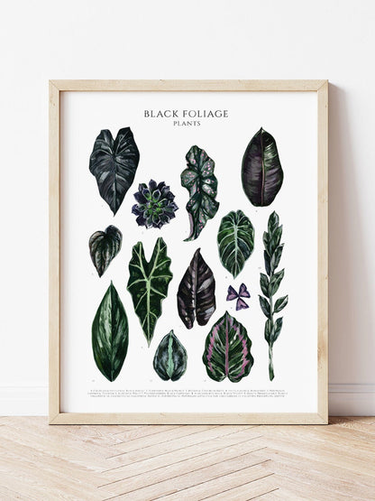 Bilde av A4 plakat (21 x 29 7 cm) stueplanter-Spanne Plantesalg