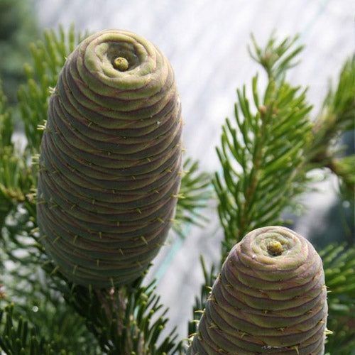 Bilde av Abies nordm. 'Pendula'-Spanne Plantesalg