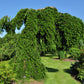 Bilde av Abies nordm. 'Pendula'-Spanne Plantesalg