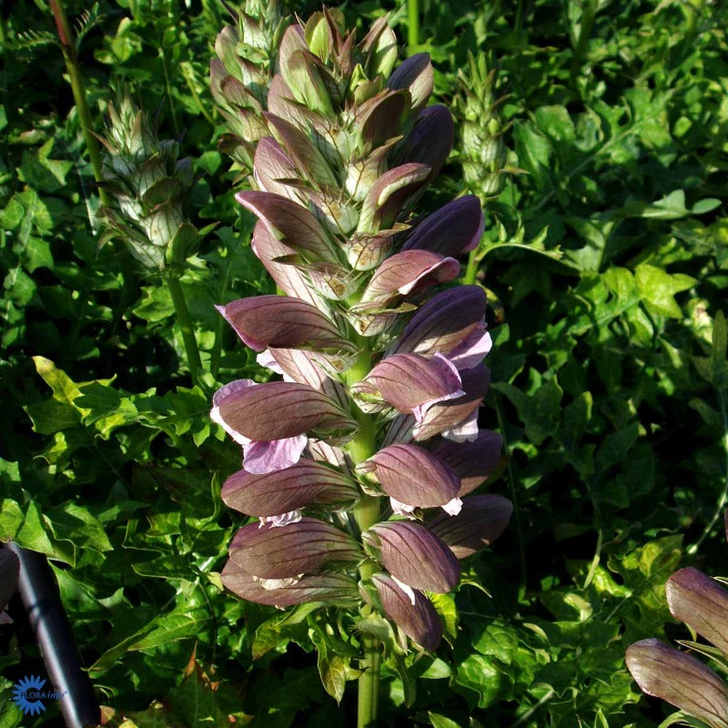 Bilde av Acanthus hungaricus 'White Lips'-Spanne Plantesalg