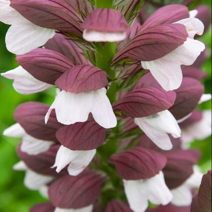 Bilde av Acanthus hungaricus 'White Lips'-Spanne Plantesalg