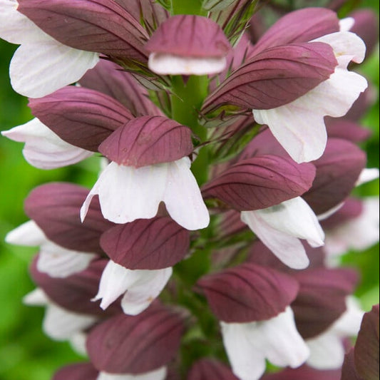 Bilde av Acanthus hungaricus 'White Lips'-Spanne Plantesalg