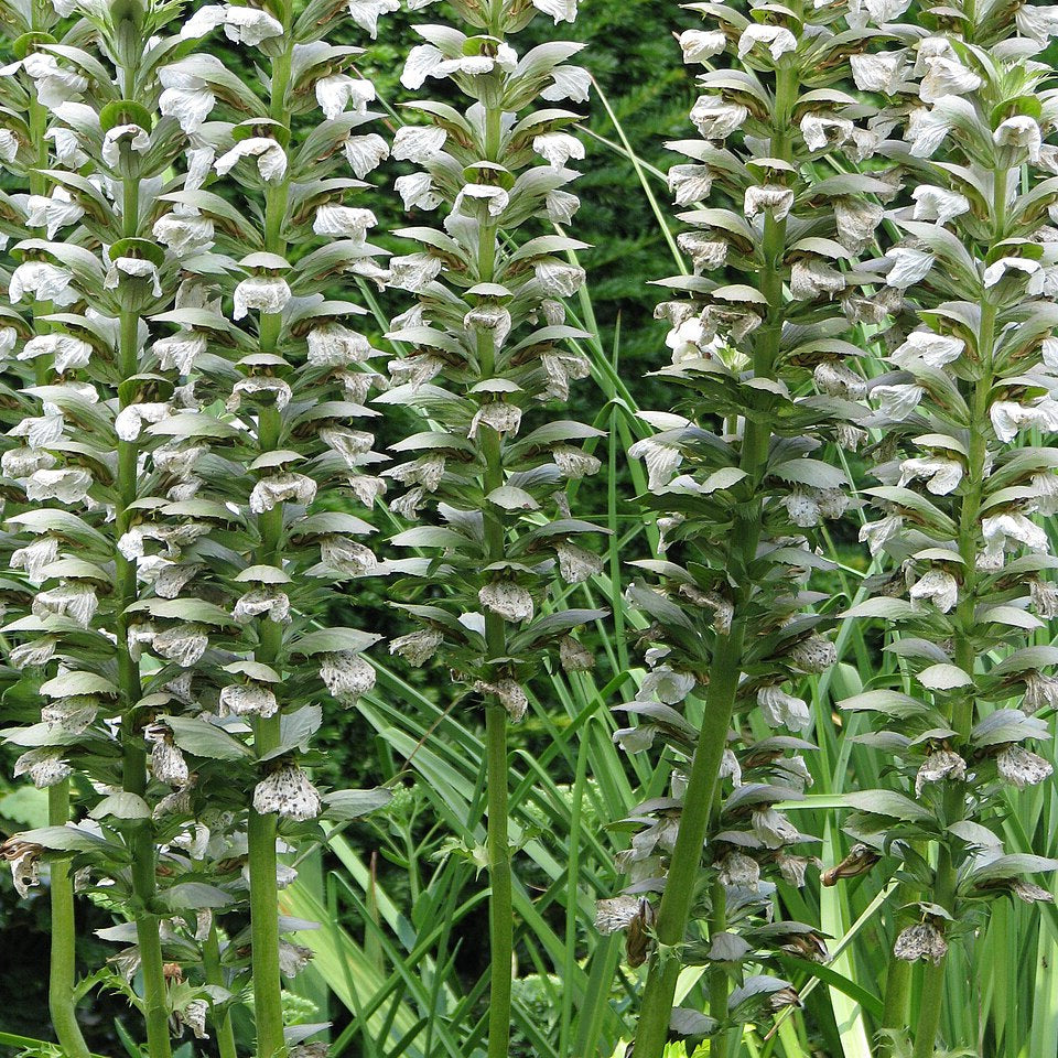 Bilde av Acanthus mollis 'Rue Ledan'-Spanne Plantesalg