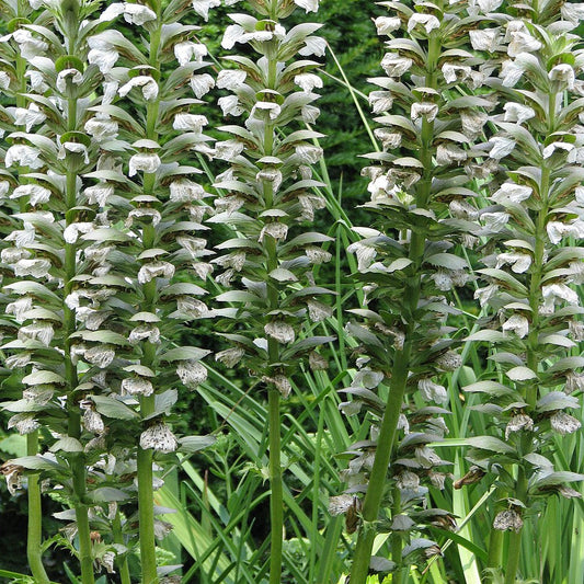 Bilde av Acanthus mollis 'Rue Ledan'-Spanne Plantesalg