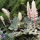 Bilde av ACANTHUS MOLLIS WHITEWATER-Spanne Plantesalg