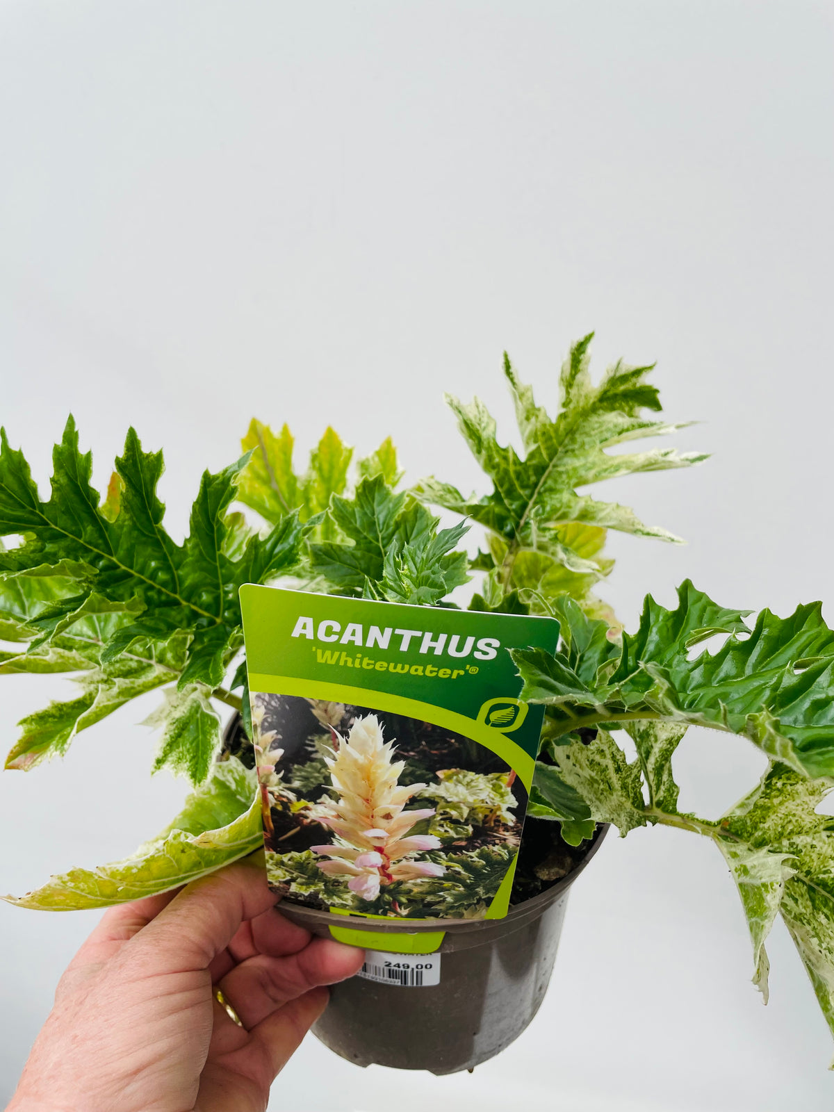 Bilde av ACANTHUS WHITE WATER-Spanne Plantesalg