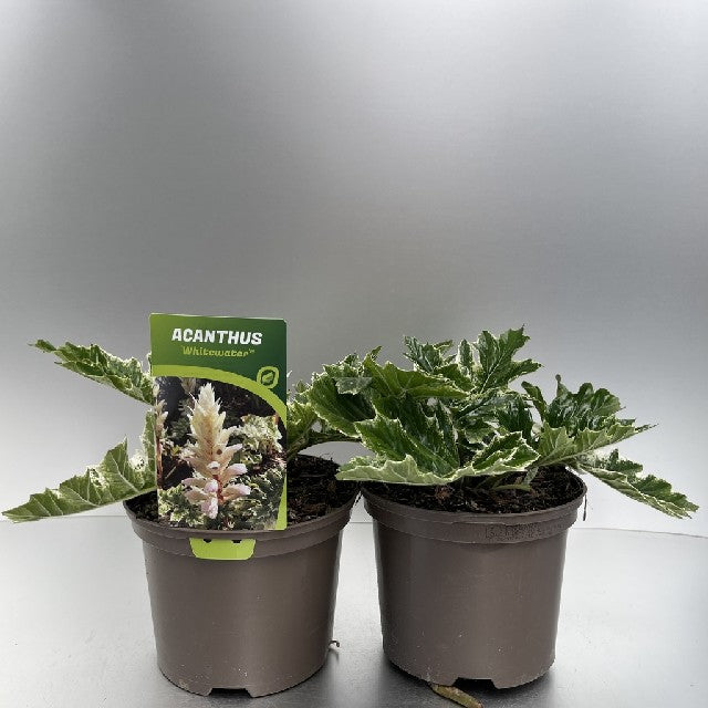 Bilde av ACANTHUS WHITE WATER-Spanne Plantesalg