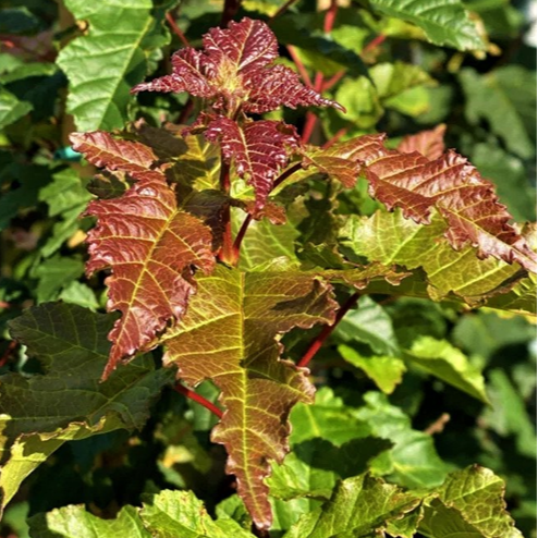 Bilde av Acer ginnala 'Merlot Magic'-Spanne Plantesalg