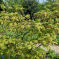 Bilde av Acer japonicum 'Aconitifolium'-Spanne Plantesalg