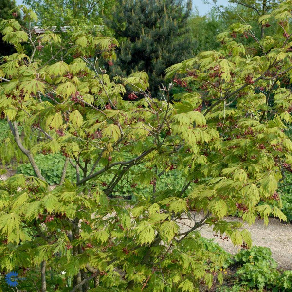 Bilde av Acer japonicum 'Aconitifolium'-Spanne Plantesalg