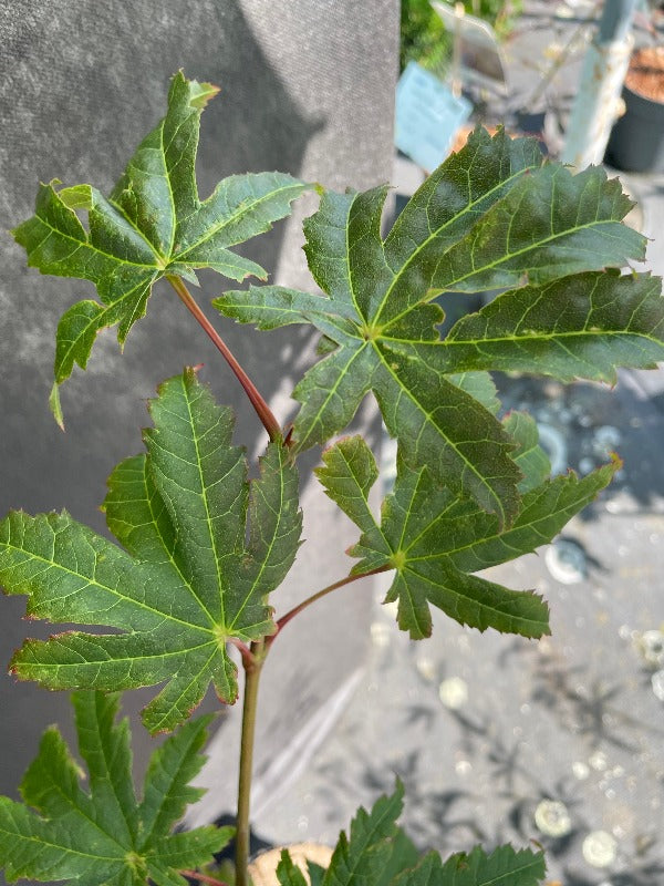 Bilde av Acer japonicum 'Vitifolium'-Spanne Plantesalg