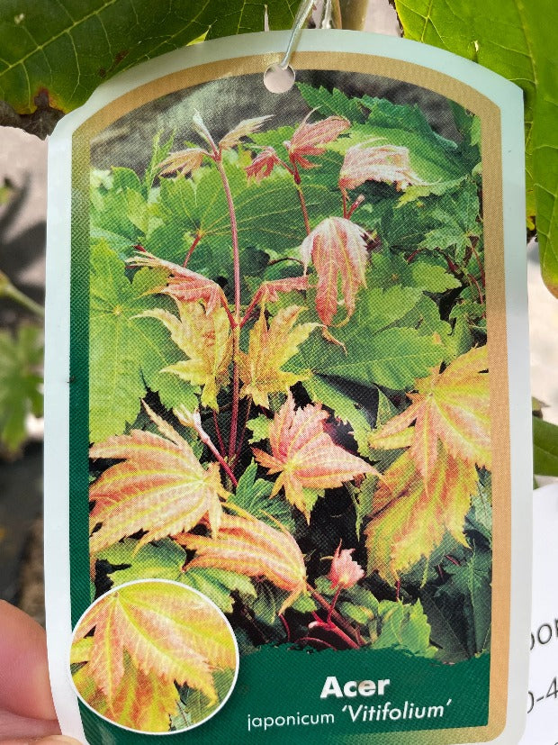 Bilde av Acer japonicum 'Vitifolium'-Spanne Plantesalg