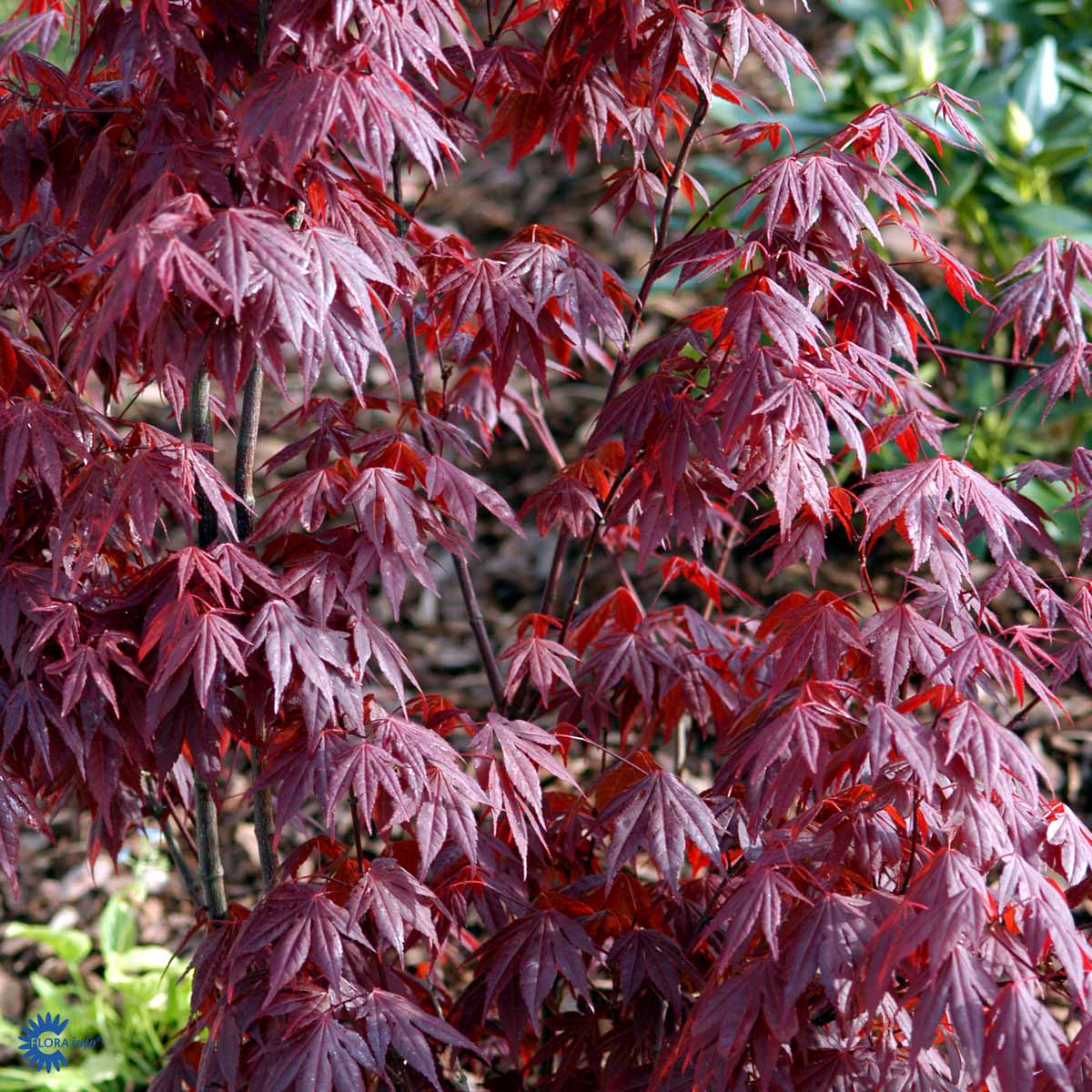 Bilde av Acer pal. 'Atropurpureum'-Spanne Plantesalg