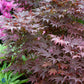 Bilde av Acer pal. 'Atropurpureum'-Spanne Plantesalg