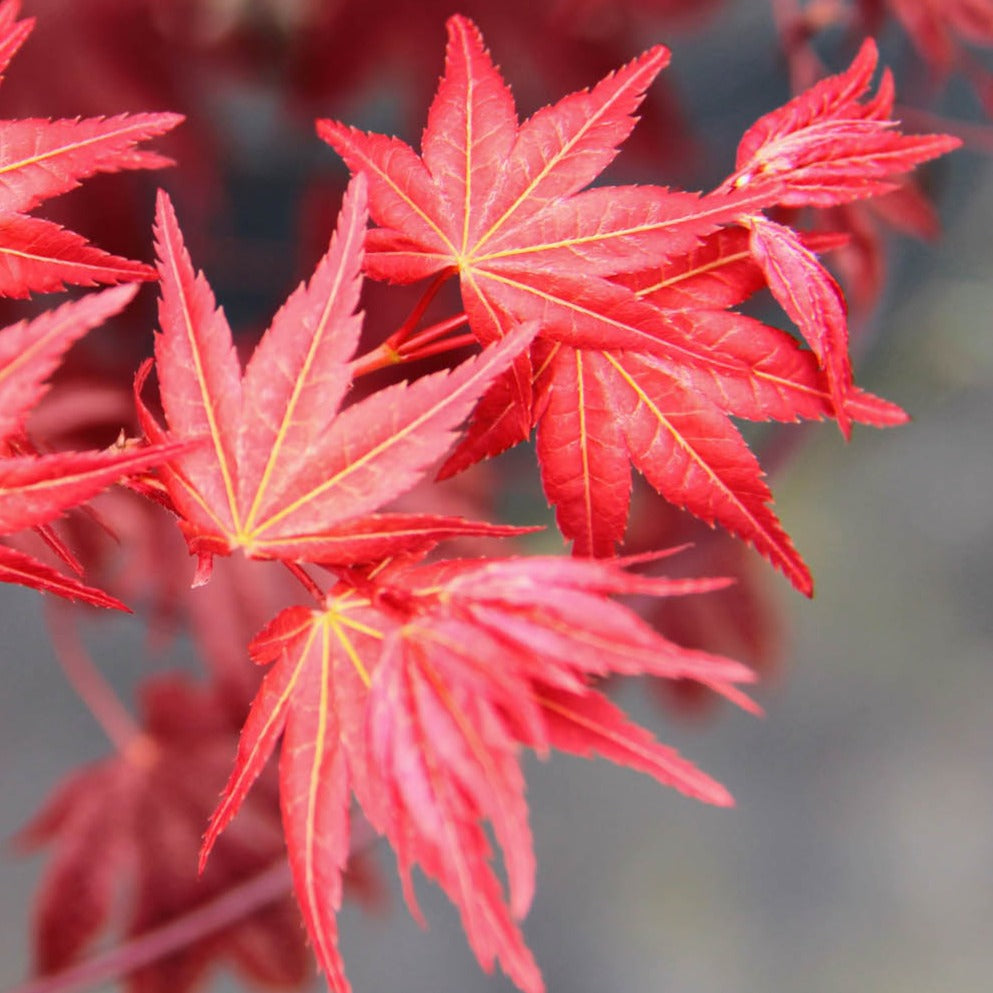 Bilde av Acer pal. 'Beni-maiko'-Spanne Plantesalg