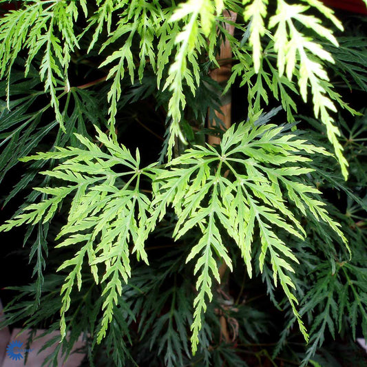 Bilde av Acer pal. 'Emerald Lace'-Spanne Plantesalg