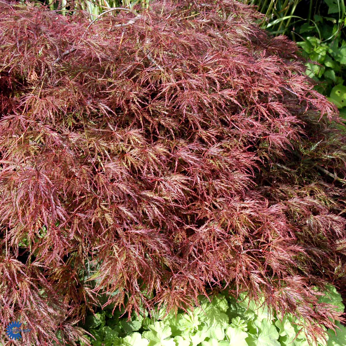 Bilde av Acer pal. 'Garnet'-Spanne Plantesalg