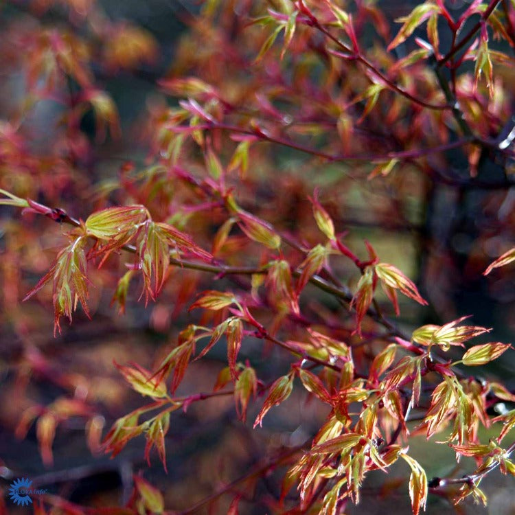 Bilde av Acer pal. 'Katsura'-Spanne Plantesalg