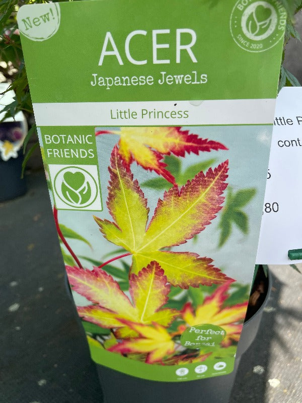 Bilde av Acer pal. 'Little Princess'-Spanne Plantesalg