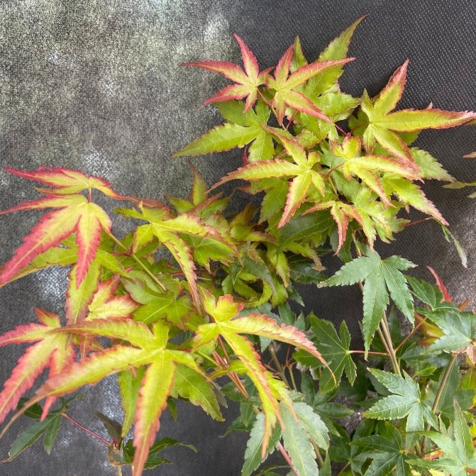 Bilde av Acer pal. 'Little Princess'-Spanne Plantesalg