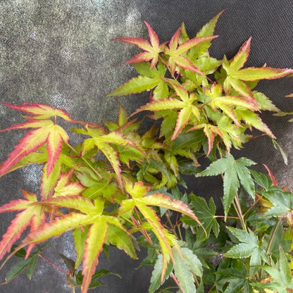 Bilde av Acer pal. 'Little Princess'-Spanne Plantesalg