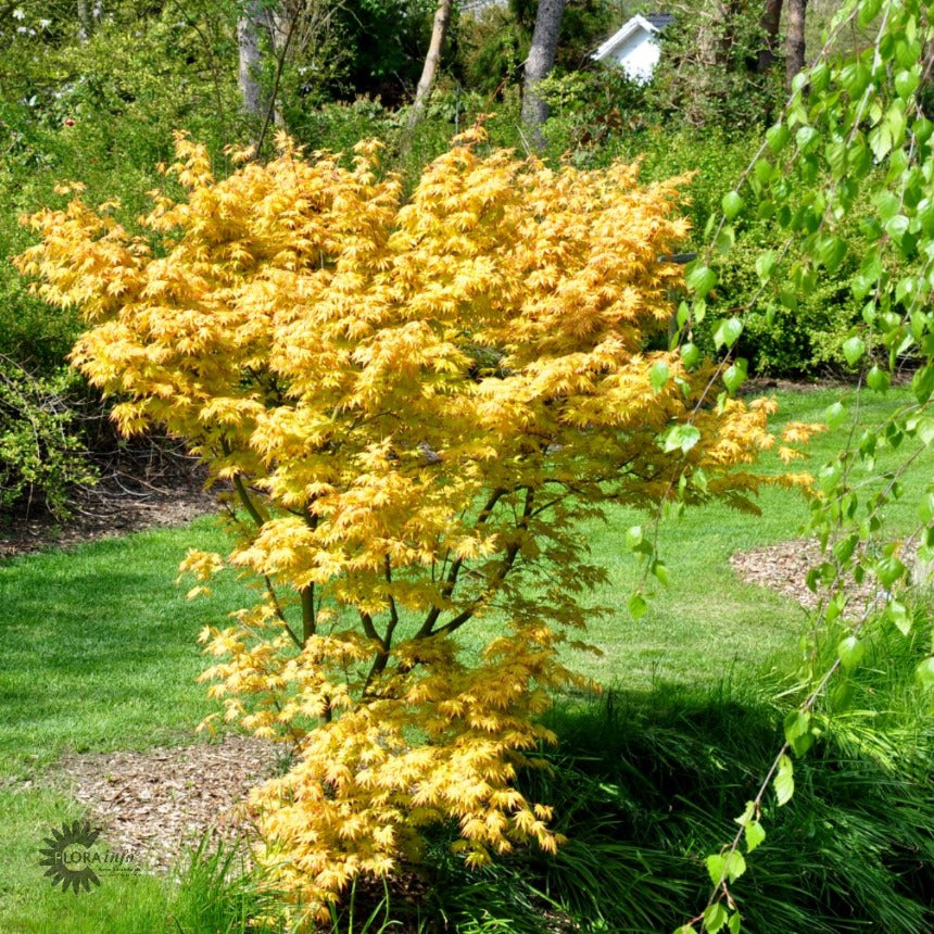 Bilde av Acer pal. 'Orange Dream'-Spanne Plantesalg