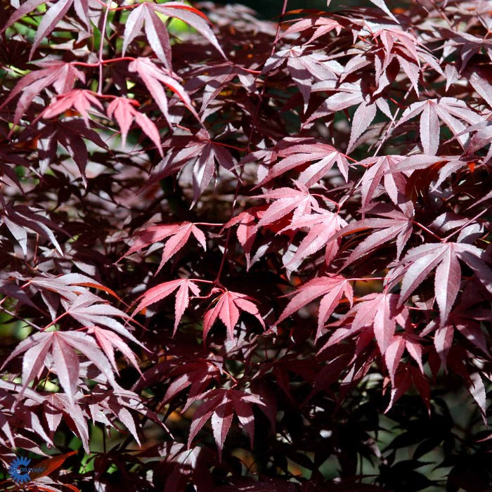 Bilde av Acer pal. 'Red Emperor'-Spanne Plantesalg