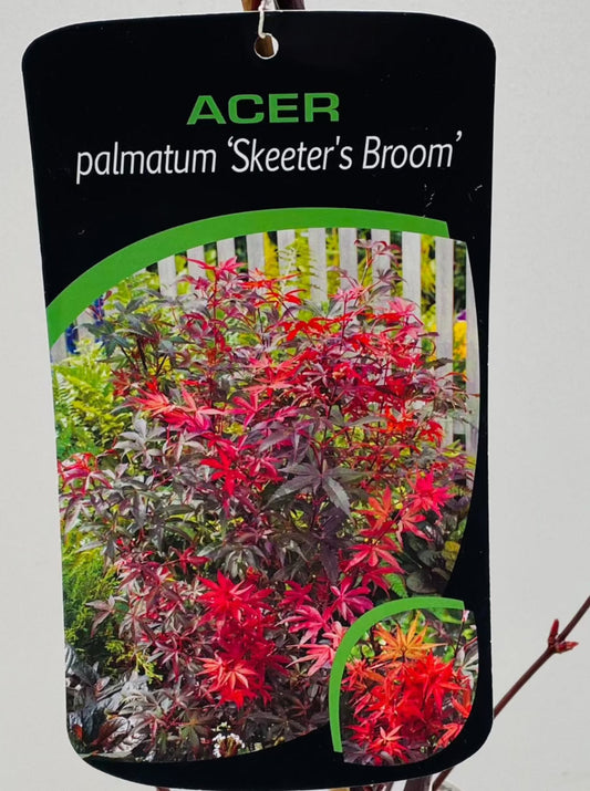 Bilde av Acer Palmatum Skeeter's Broom