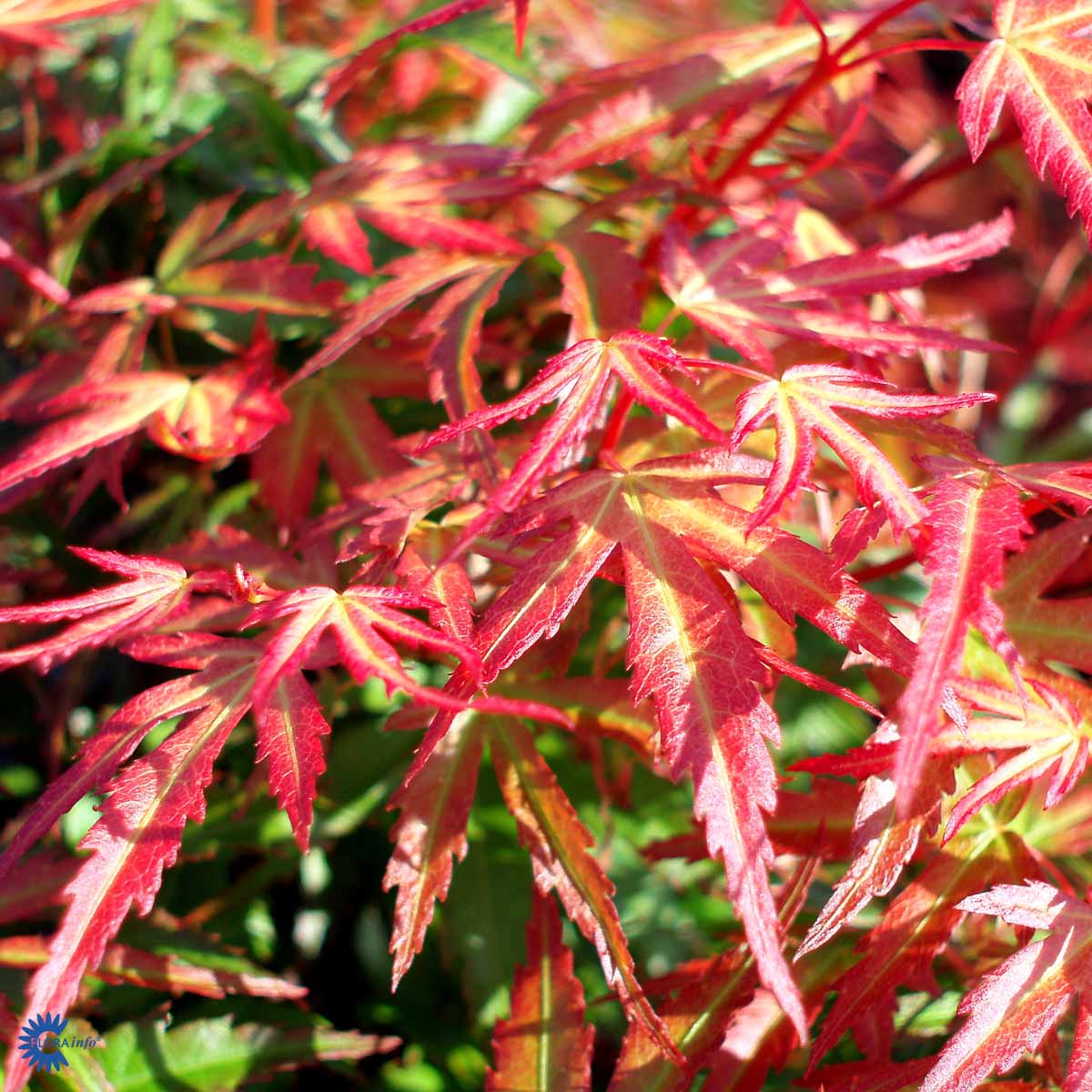 Bilde av Acer pal. 'Wilson's Pink Dwarf'-Spanne Plantesalg