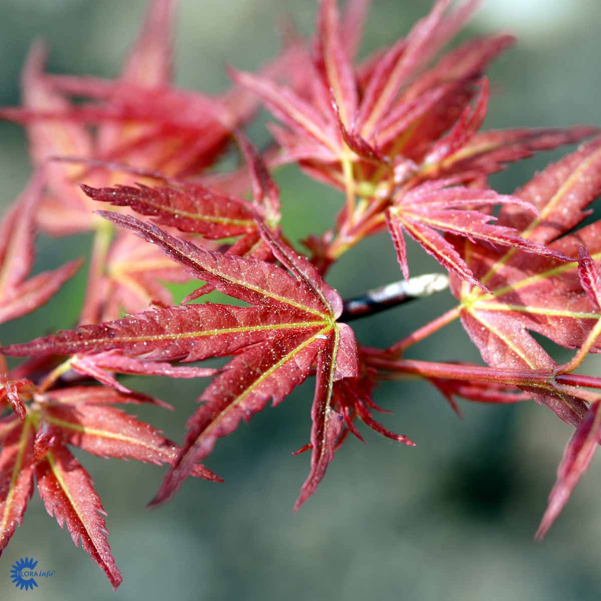 Bilde av Acer pal. 'Wilson's Pink Dwarf'-Spanne Plantesalg