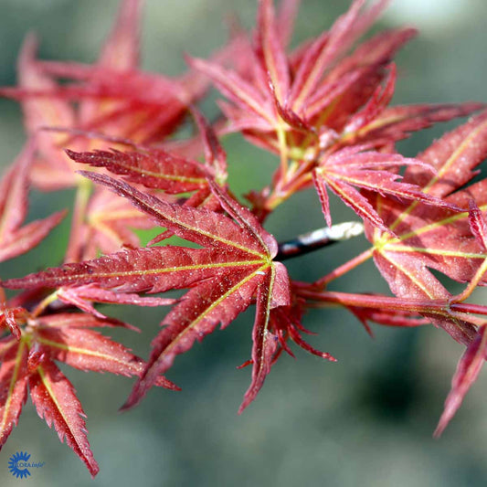 Bilde av Acer pal. 'Wilson's Pink Dwarf'-Spanne Plantesalg