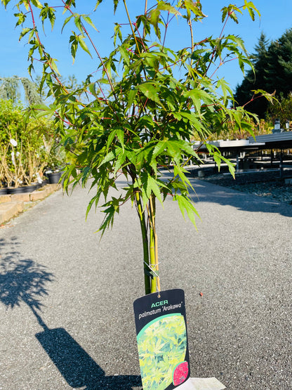 Bilde av Acer palm. 'Arakawa'-Spanne Plantesalg