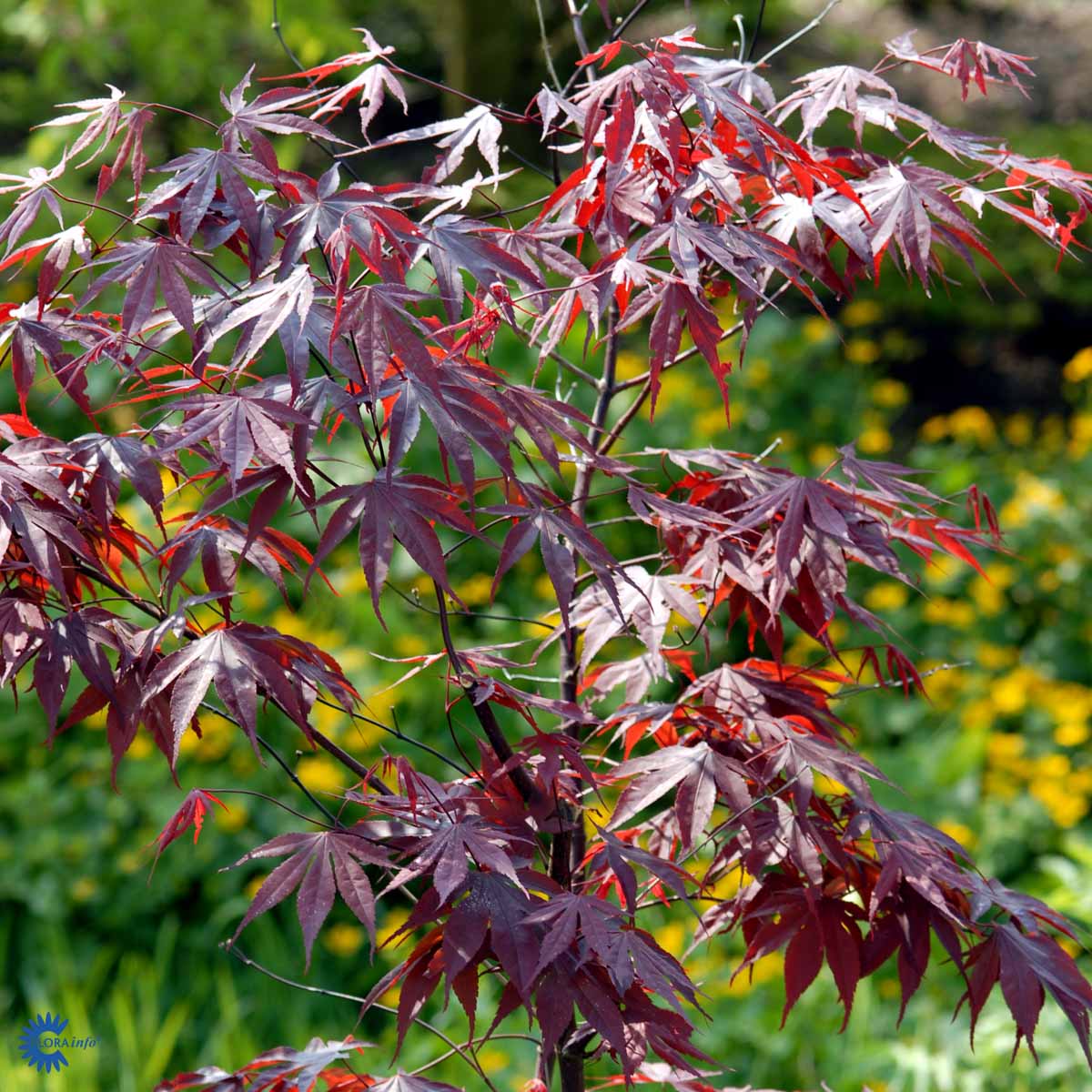 Bilde av Acer palm. 'Bloodgood'-Spanne Plantesalg