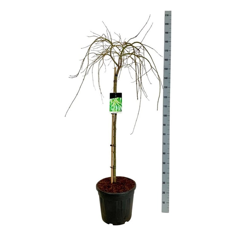 Bilde av Acer palm. 'Dissectum' C5-Spanne Plantesalg