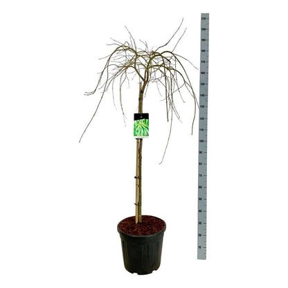 Bilde av Acer palm. 'Dissectum' C5-Spanne Plantesalg