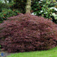 Bilde av Acer palm. 'Dissectum Garnet'-Spanne Plantesalg