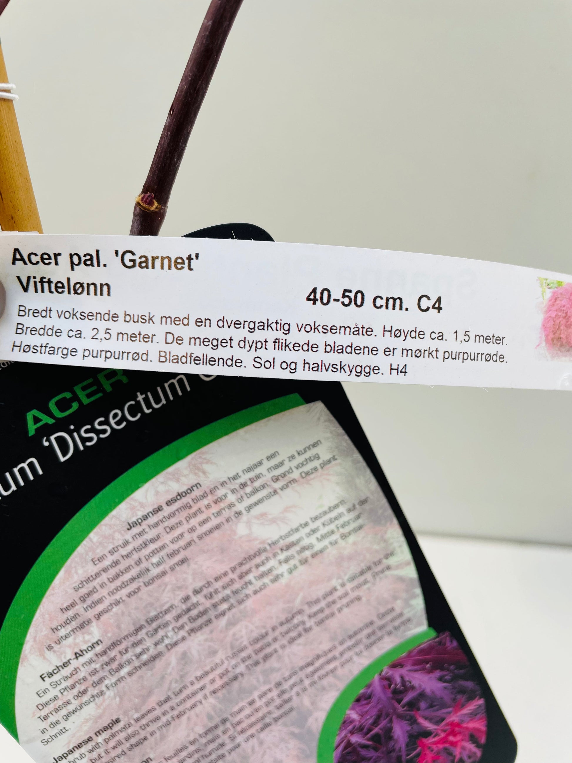 Bilde av Acer palm. 'Dissectum Garnet'-Spanne Plantesalg