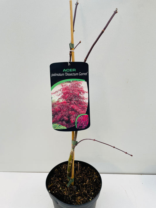 Bilde av Acer palm. 'Dissectum Garnet'-Spanne Plantesalg