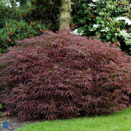 Bilde av Acer palm. 'Dissectum Garnet'-Spanne Plantesalg