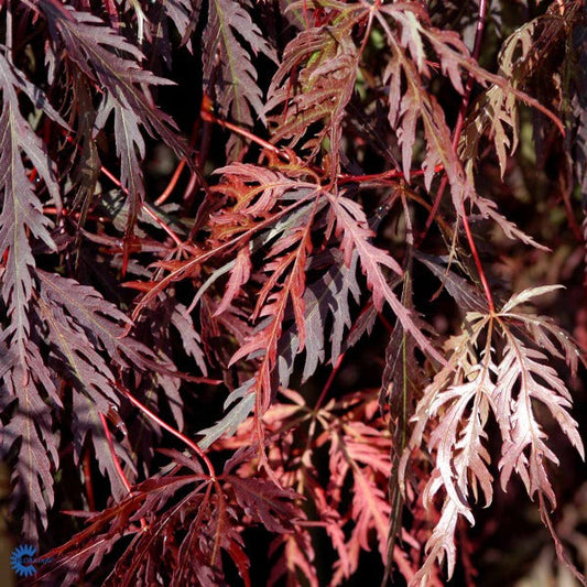 Bilde av Acer palm. 'Dissectum Garnet'-Spanne Plantesalg