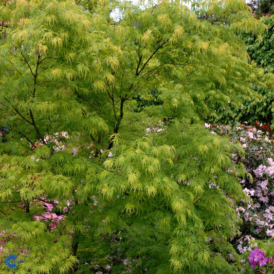 Bilde av Acer palm. 'Dissectum'-Spanne Plantesalg