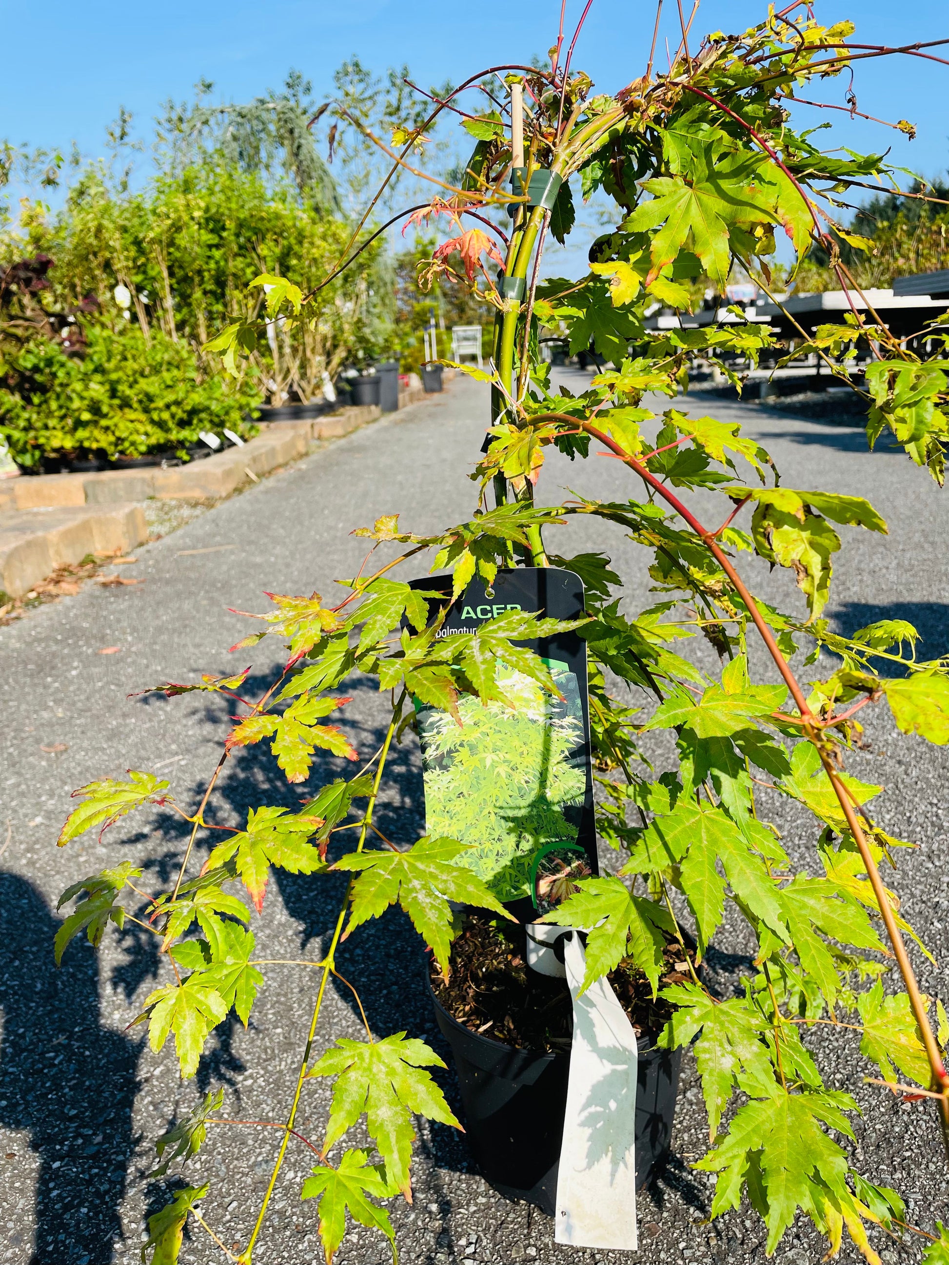 Bilde av Acer palm. 'Dragon Master'-Spanne Plantesalg