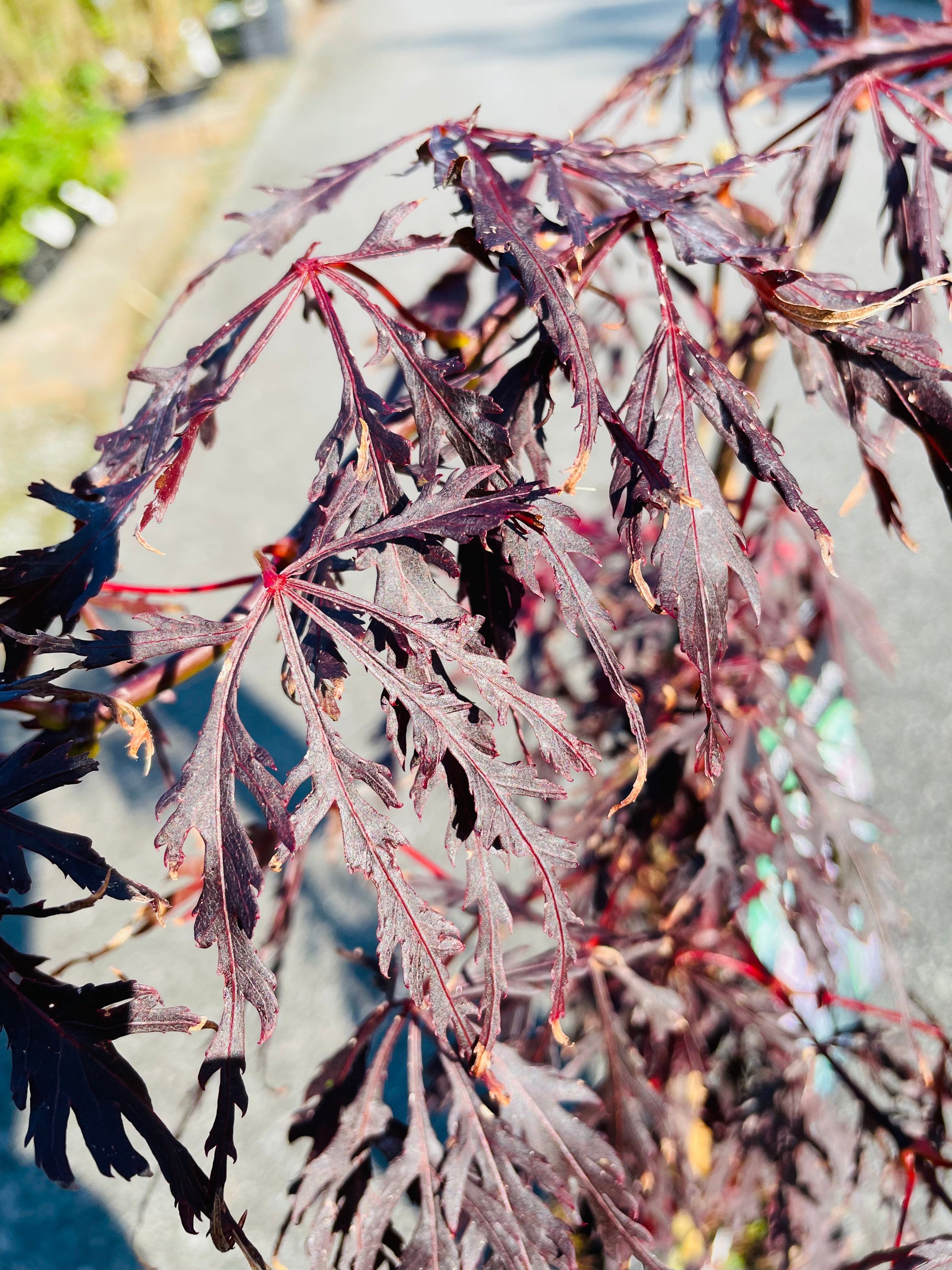 Bilde av Acer palm. 'Firecracker'-Spanne Plantesalg