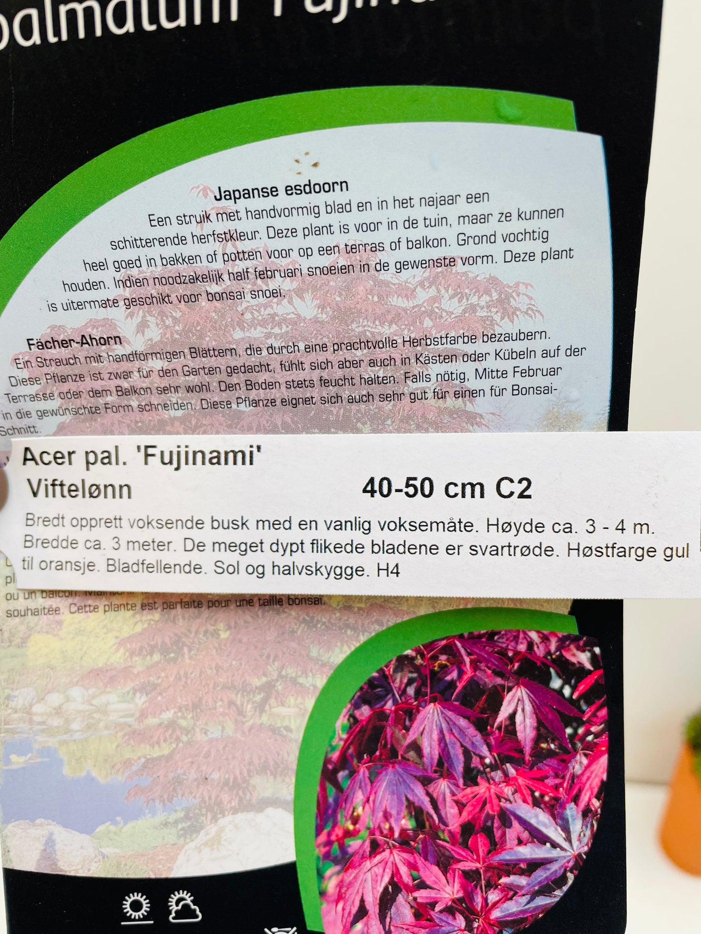 Bilde av Acer palm. 'Fujinami'-Spanne Plantesalg