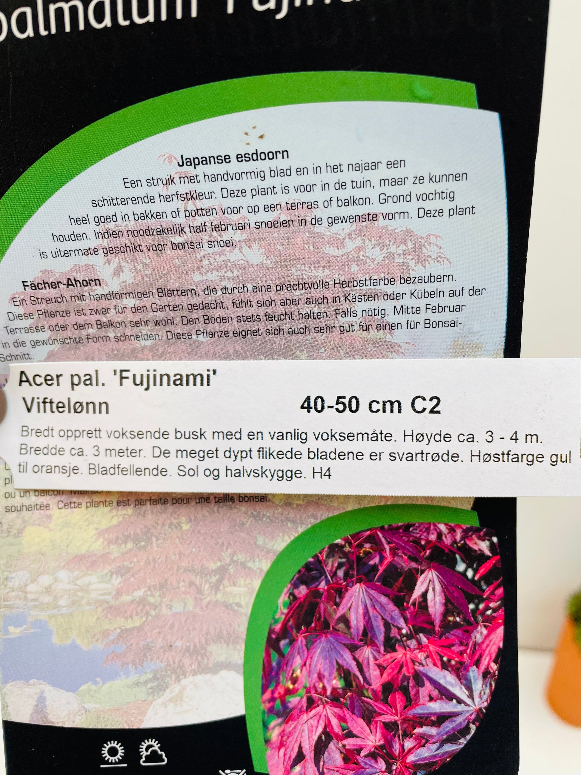 Bilde av Acer palm. 'Fujinami'-Spanne Plantesalg