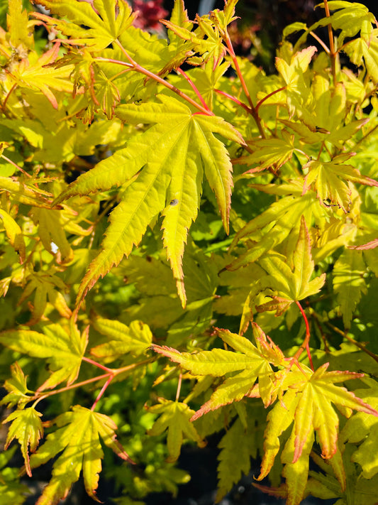 Bilde av Acer palm. 'Orange Dream'-Spanne Plantesalg